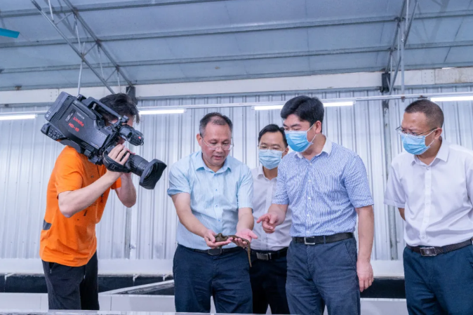 玉林市市长白松涛率队莅临金康道夫集团陆川水蛭基地调研指导