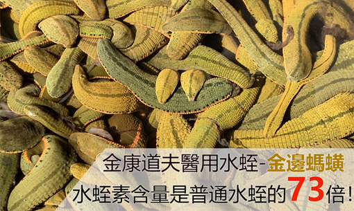 水蛭素原材料菲牛蛭对饵料的要求