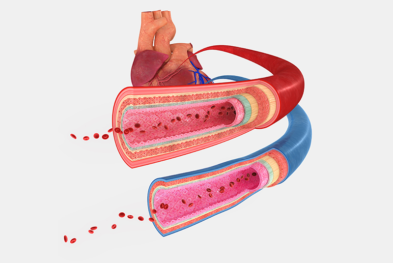 水蛭素对保护心血管有帮助吗？